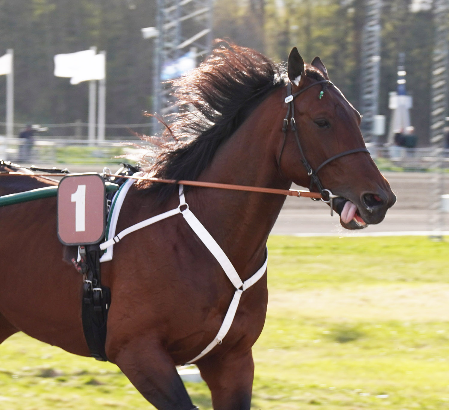 Great Ruler 260425-1